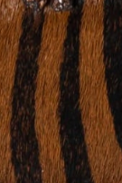 swatch_Black/Tiger l'idea italian suede wallabee ankle boot