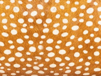 swatch_Brown latico lindsey haircalf tote bag