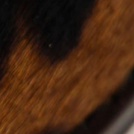 swatch_Cow Haircalf loafer