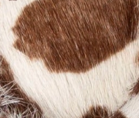 swatch_Cow Haircalf l'idea italian suede wallabee ankle boot