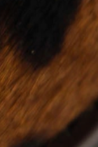 swatch_Cow Haircalf ankle boot