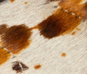 swatch_Cow Hair calf sneaker