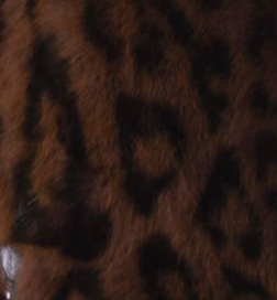 swatch_Leopard ambra jacket