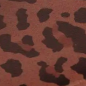 swatch_leopard wishlist flip flop flat sandals