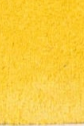 swatch_Marigold oncept temple sneaker