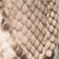 swatch_Snake shushop tokyo loafer