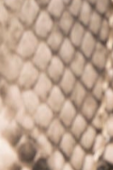 swatch_Snake shushop tokyo loafer