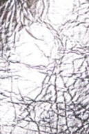 swatch_Steel Leather ankle boot