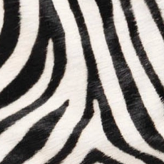swatch_Zebra german fuentes calfhair crossbody bag