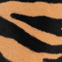 swatch_Zebra jeffrey campbell gambling slingback pump