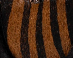 swatch_Black/Tiger l'idea italian suede wallabee ankle boot
