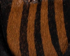 swatch_Black/Tiger l'idea italian suede wallabee ankle boot