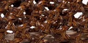 swatch_brown leather mia woven mary jane flat shoes