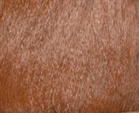 swatch_Camel Haircalf nanku l'idea shearling lined mule