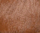swatch_Camel Haircalf nanku l'idea shearling lined mule
