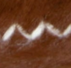 swatch_Camel shearling lined bootie