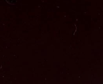 swatch_Coffee Patent fluxx heeled sandal heeled sandals