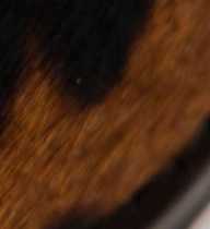 swatch_Cow Haircalf loafer