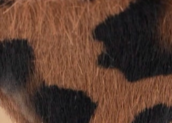 swatch_Leopard Haircalf heeled sandal