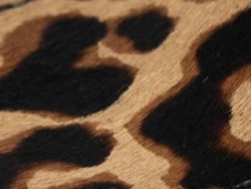 swatch_Leopard Haircalf penny loafer