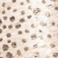 swatch_Pois/Gold back70 cloud w26 sneaker