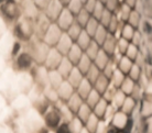 swatch_Snake shushop tokyo loafer