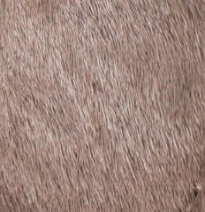 swatch_Taupe Haircalf bibi lou lyra loafer mule