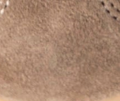 swatch_Taupe/Butter Back70 easter FL shearling lined sneaker