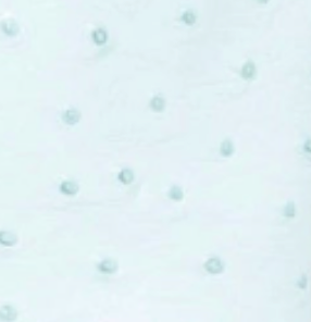 swatch_Turquoise steve madden vinny western boot