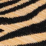 swatch_Zebra steve madden seleste wedge sandal