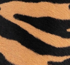 swatch_Zebra jeffrey campbell gambling slingback pump